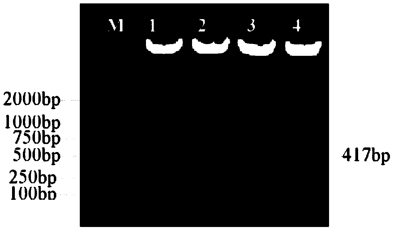 Escherichia coli engineering bacterium containing gene of Epl1 (eliciting plant response protein1) and construction method of escherichia coli engineering bacteria