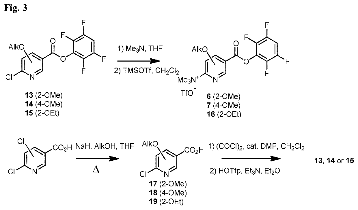 2-Alkoxy-6-[18F]fluoronicotinoyl substituted Lys-C(O)-Glu derivatives as efficient probes for imaging of PSMA expressing tissues