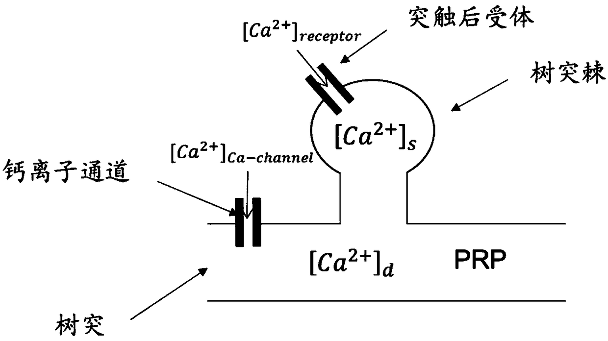 Calculation method of neural synaptic plasticity based on calcium concentration