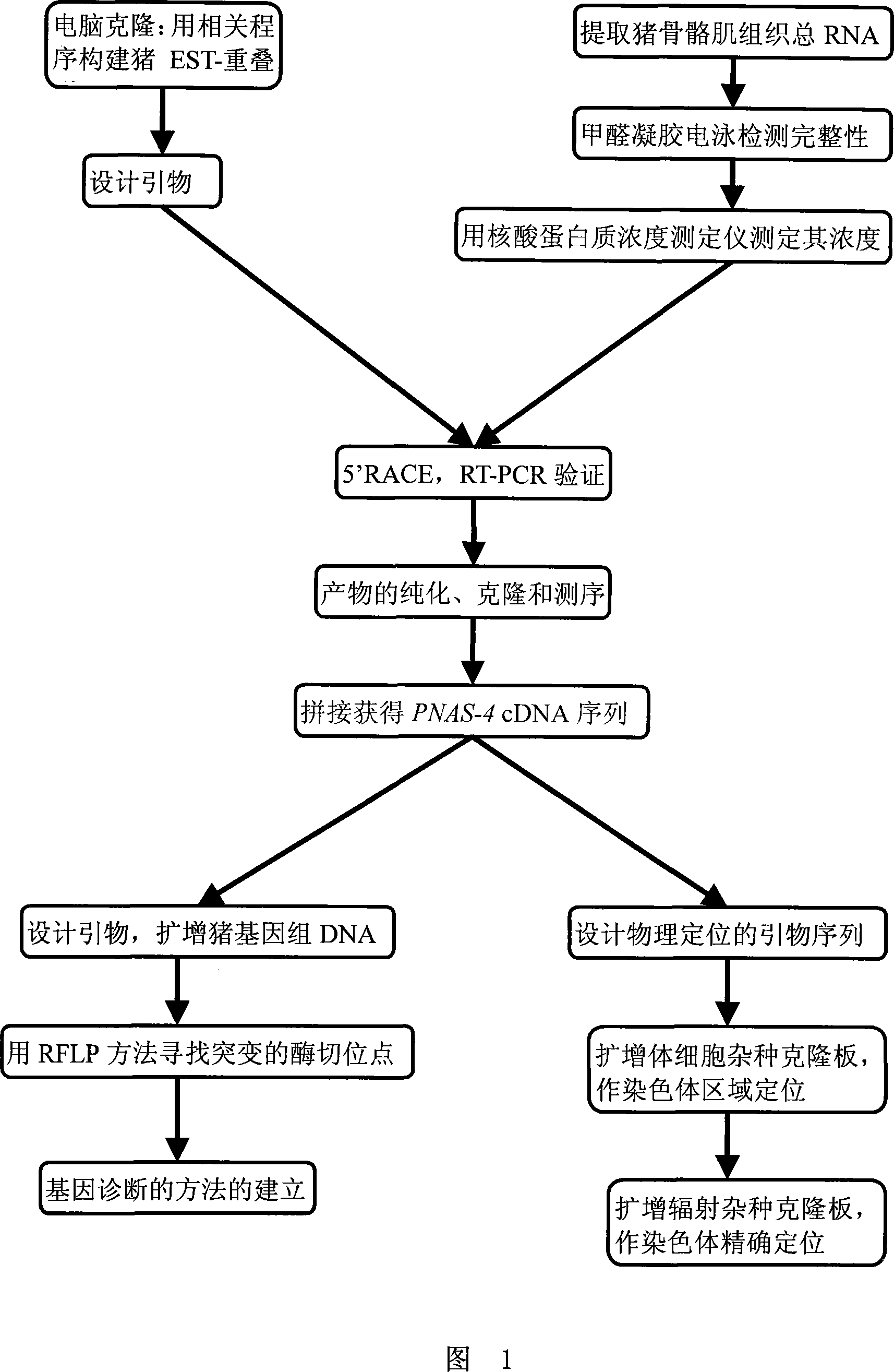 Pig fat deposition related protein and encoding genes and use thereof