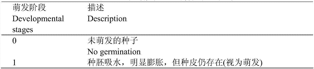 A kind of bacteria strain that promotes the germination of dendrobium dendrobium seedlings and its application