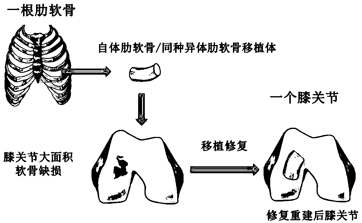 Transplant and method for repairing articular cartilage defects