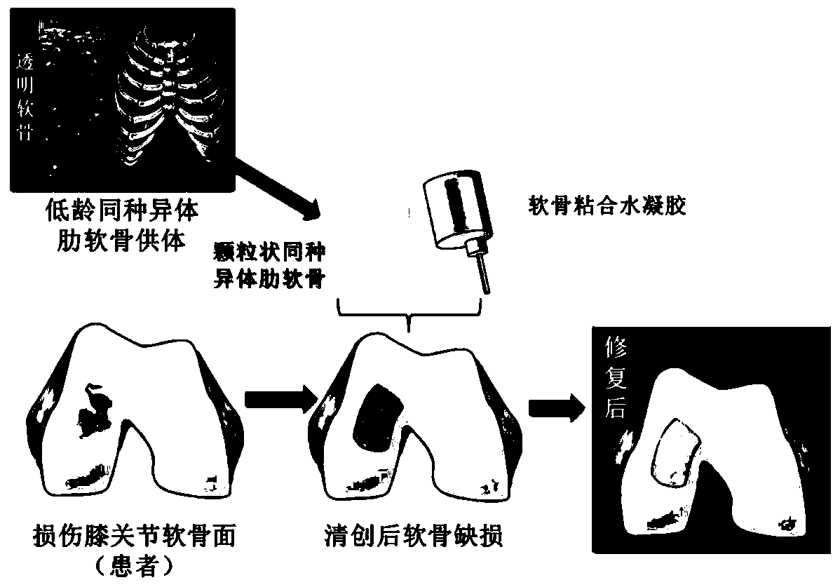 Transplant and method for repairing articular cartilage defects