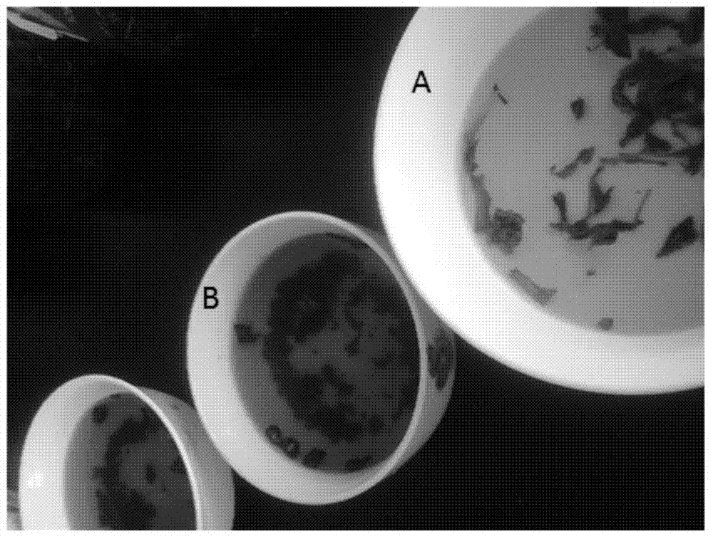 Non-spore curtobacterium and application thereof