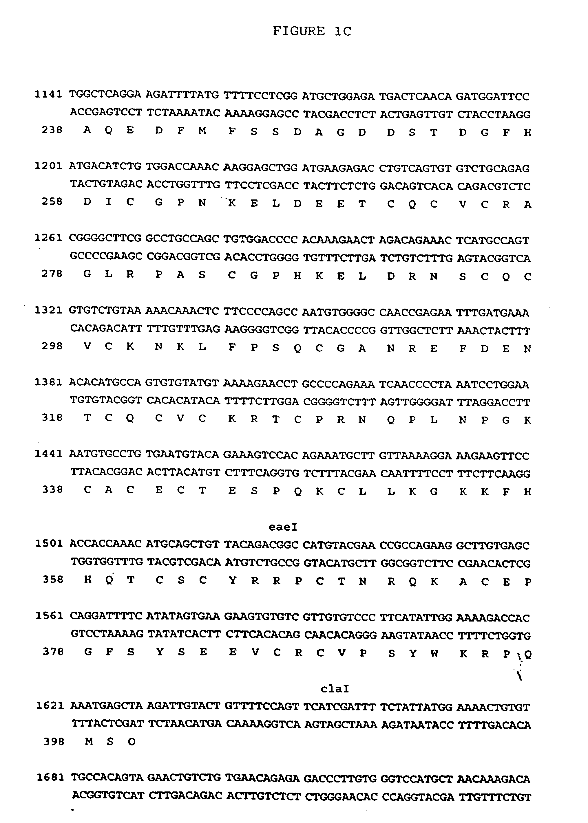 VEGF-related protein