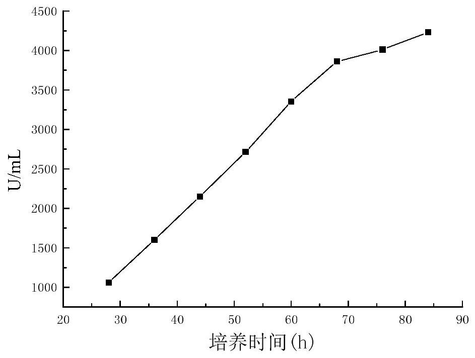 A strain of bacillus coagulans and its liquid fermentation enzyme production method