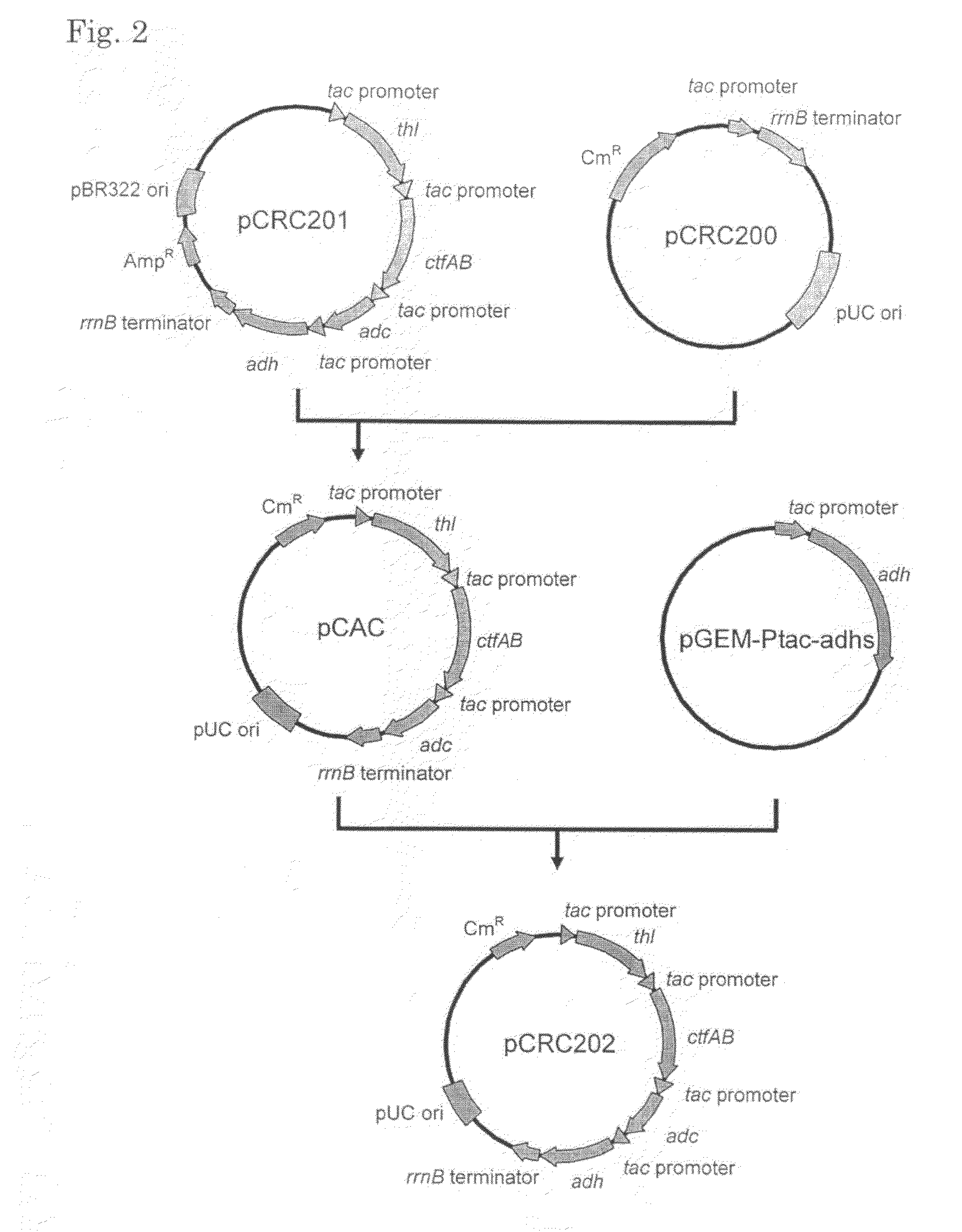 Transformant capable of producing isopropanol