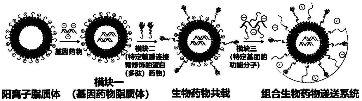 Modularly-assembled combined biological drug joint delivery system and application