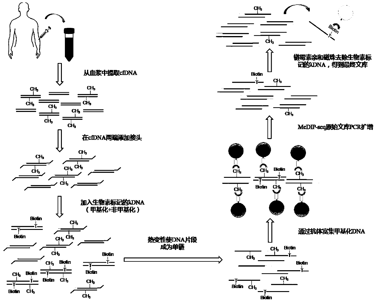 Plasma cfDNA globality methylation detection method and application