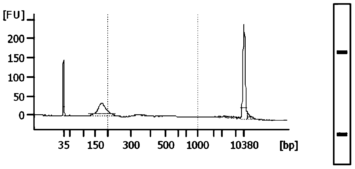 Plasma cfDNA globality methylation detection method and application