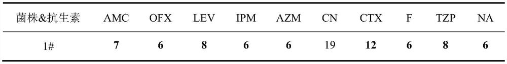 Application of sanguinarine in inhibiting the growth of multi-drug resistant Enterobacter hallii