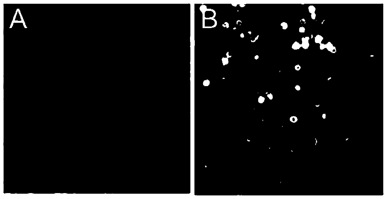 A bovine viral diarrhea virus-like particle and its construction method and application