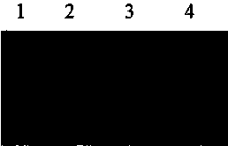 Bombyx mori cytoplasmic polyhedrosis virus RT-LAMP detection primer group and detection kit thereof