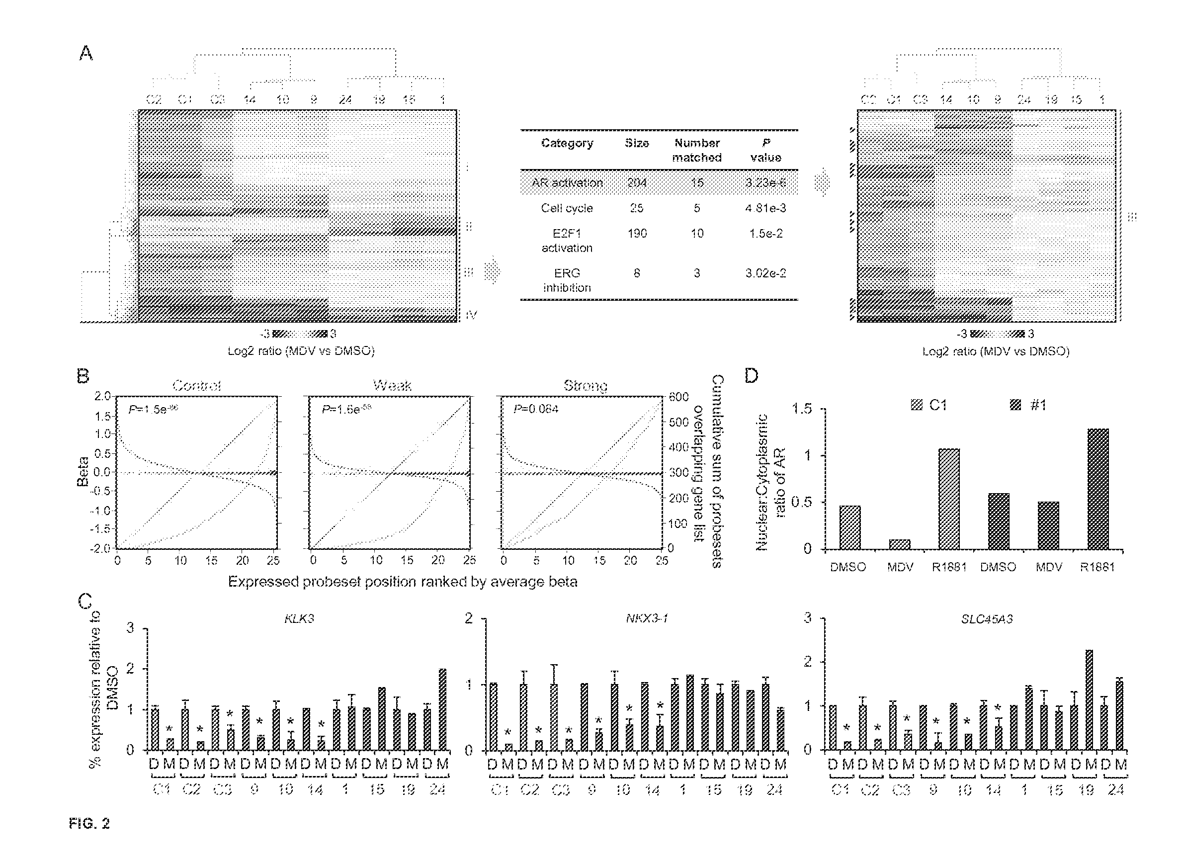 Novel androgen receptor mutation