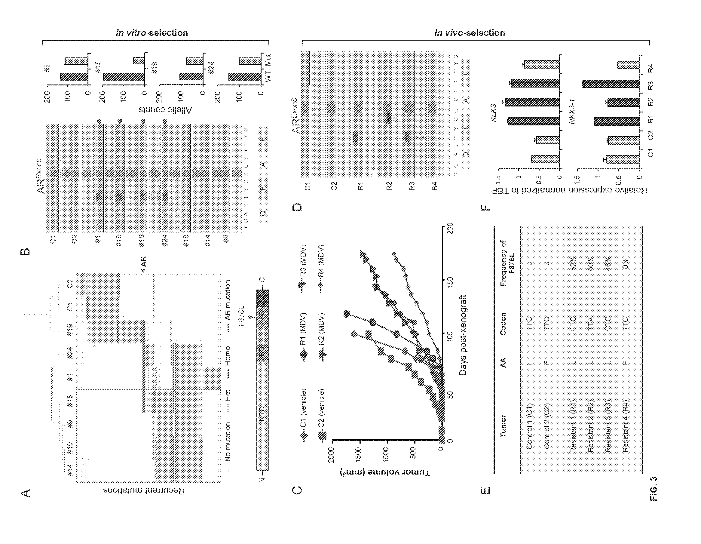 Novel androgen receptor mutation