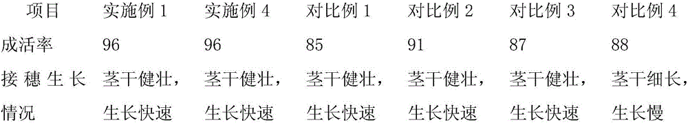 Dragon fruit grafting healing agent and preparation method thereof