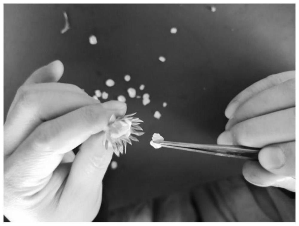 A method for evaluating the resistance of strawberry stamens to botrytis cinerea