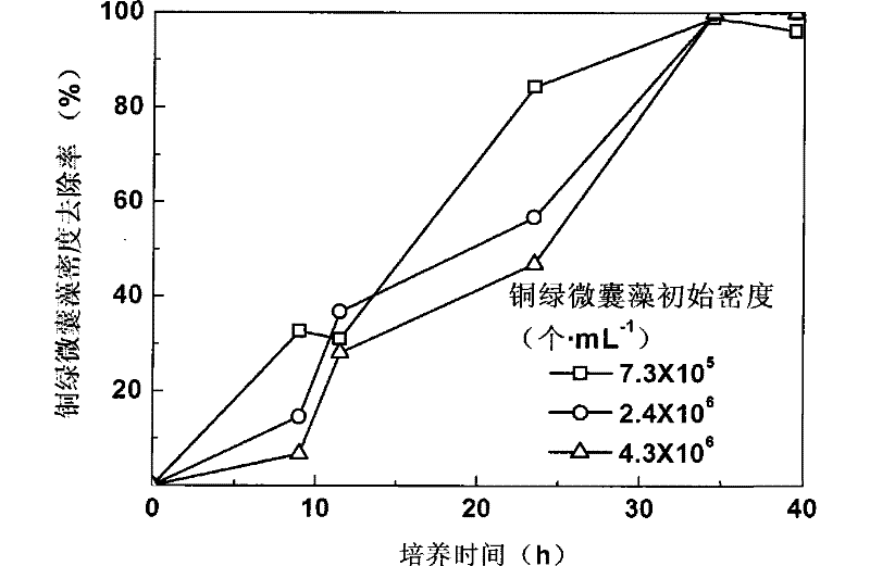 Culture method of golden algae and application thereof in controlling water-bloom algae aspect