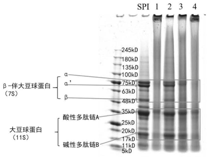 Low-sensitization Qianye tofu and preparation method thereof