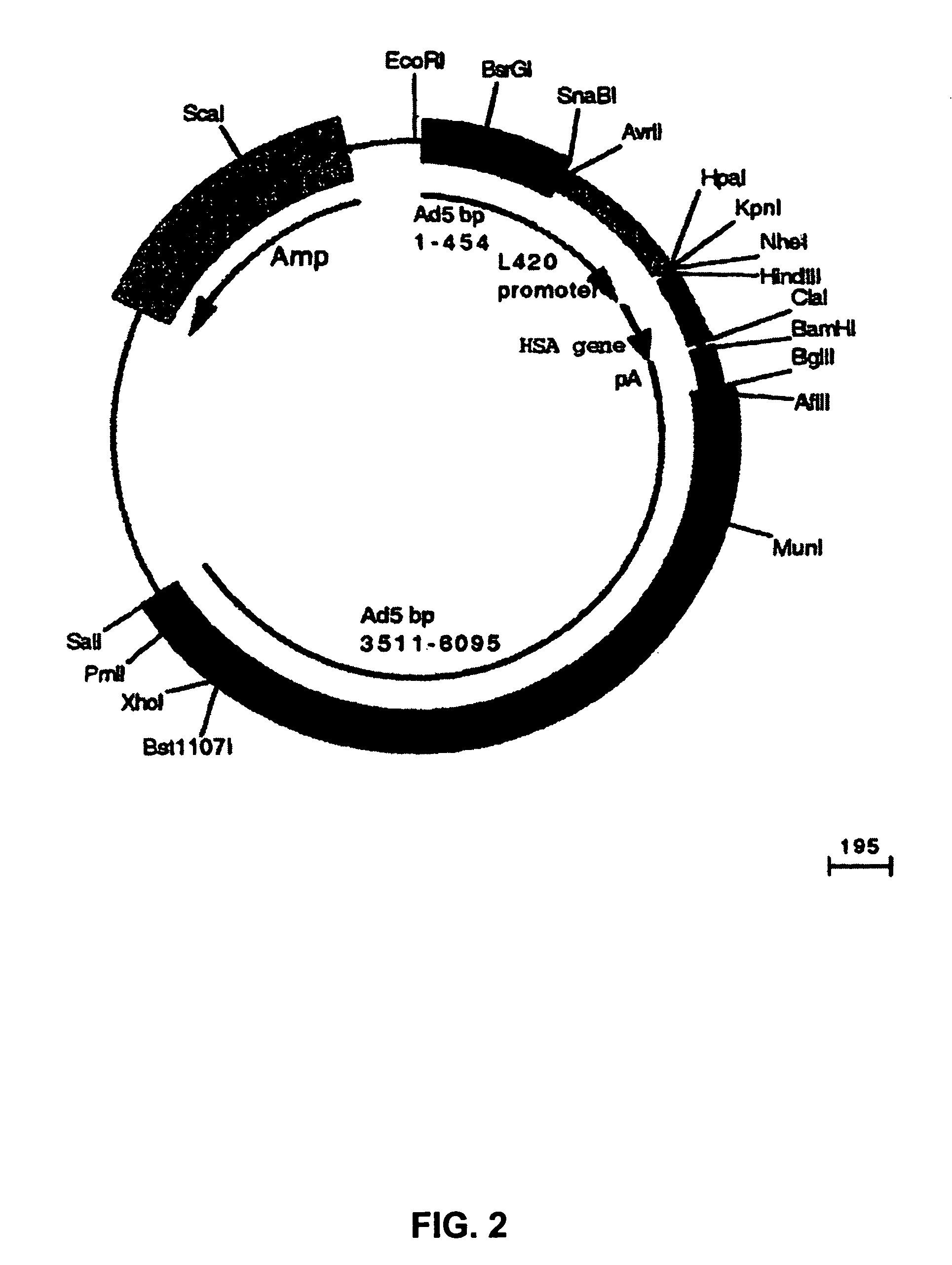 Chimeric adenoviruses