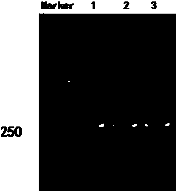 TrxA and SUMO double-solubilized expression tag sequence and application thereof