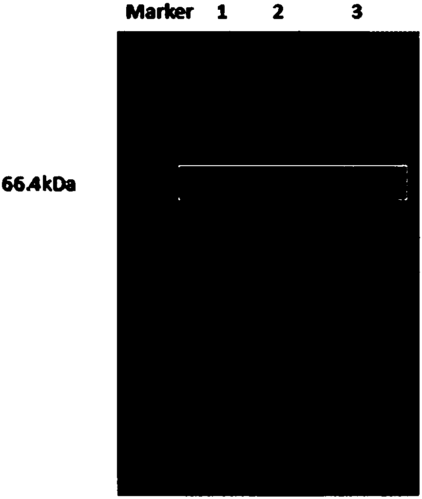 TrxA and SUMO double-solubilized expression tag sequence and application thereof