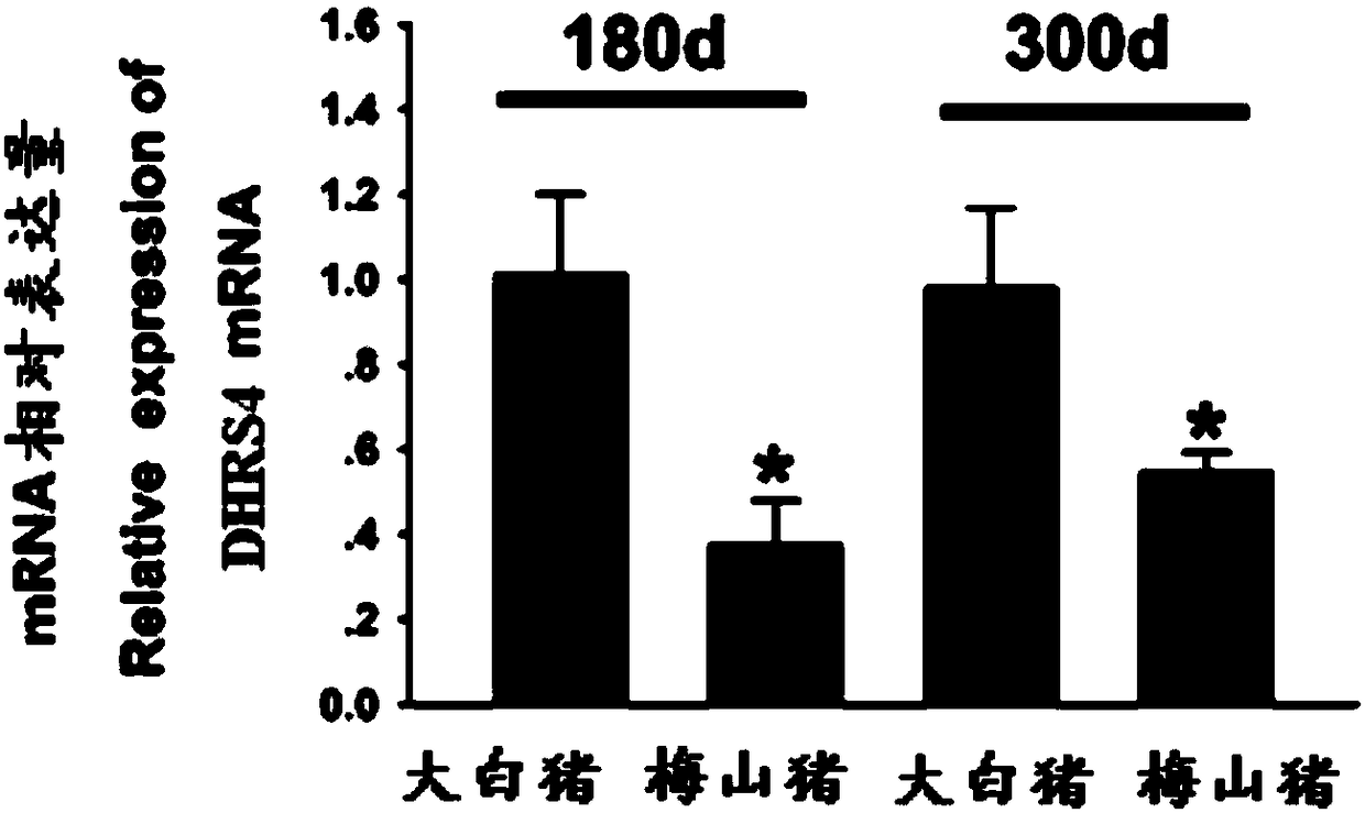 SNP molecular marker related to pig litter traits, identification of litter trait and combined application thereof