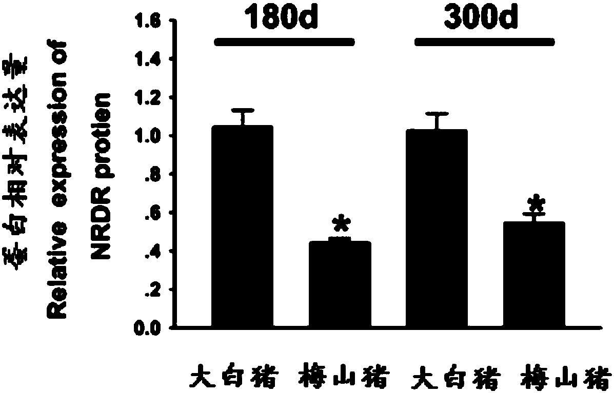 SNP molecular marker related to pig litter traits, identification of litter trait and combined application thereof