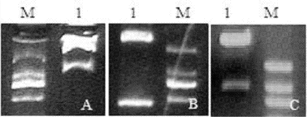 Method for producing fluorescent antibacterial silks from transgenic silkworms