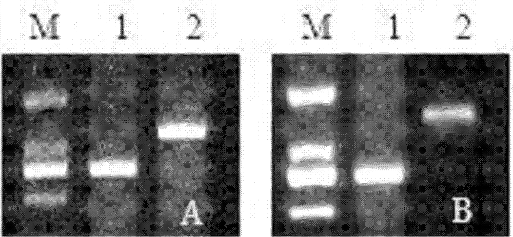 Method for producing fluorescent antibacterial silks from transgenic silkworms