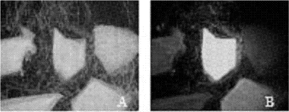 Method for producing fluorescent antibacterial silks from transgenic silkworms