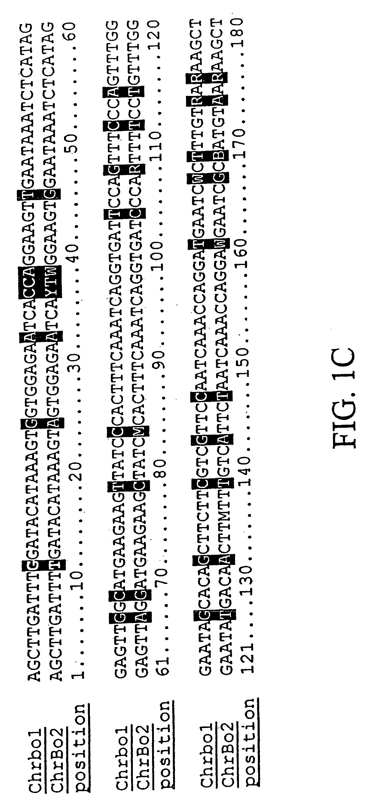 Plant centromere compositions