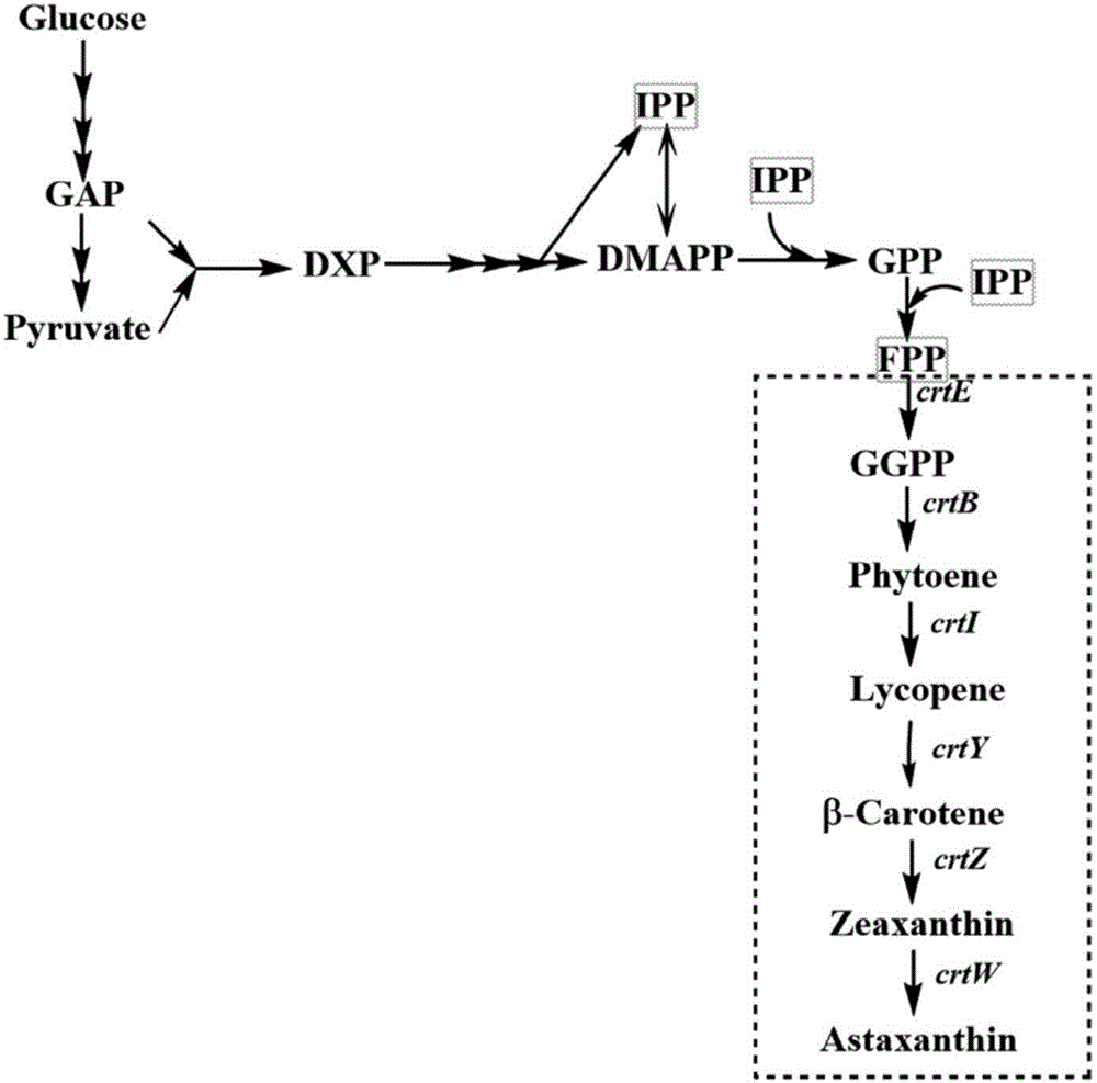 Engineering strain capable of producing high-content zeaxanthine or astaxanthin and application thereof