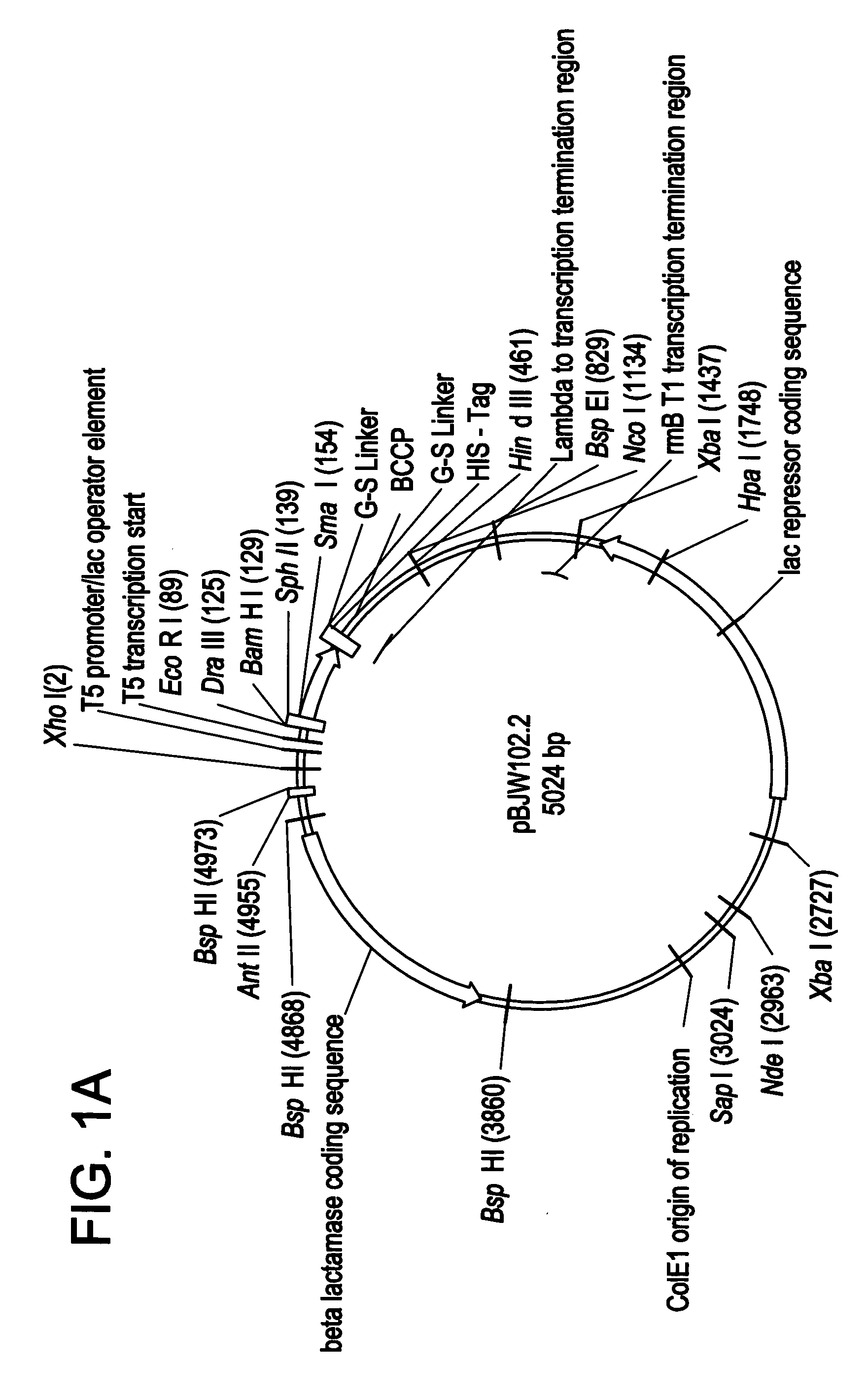 Protein arrays and uses thereof