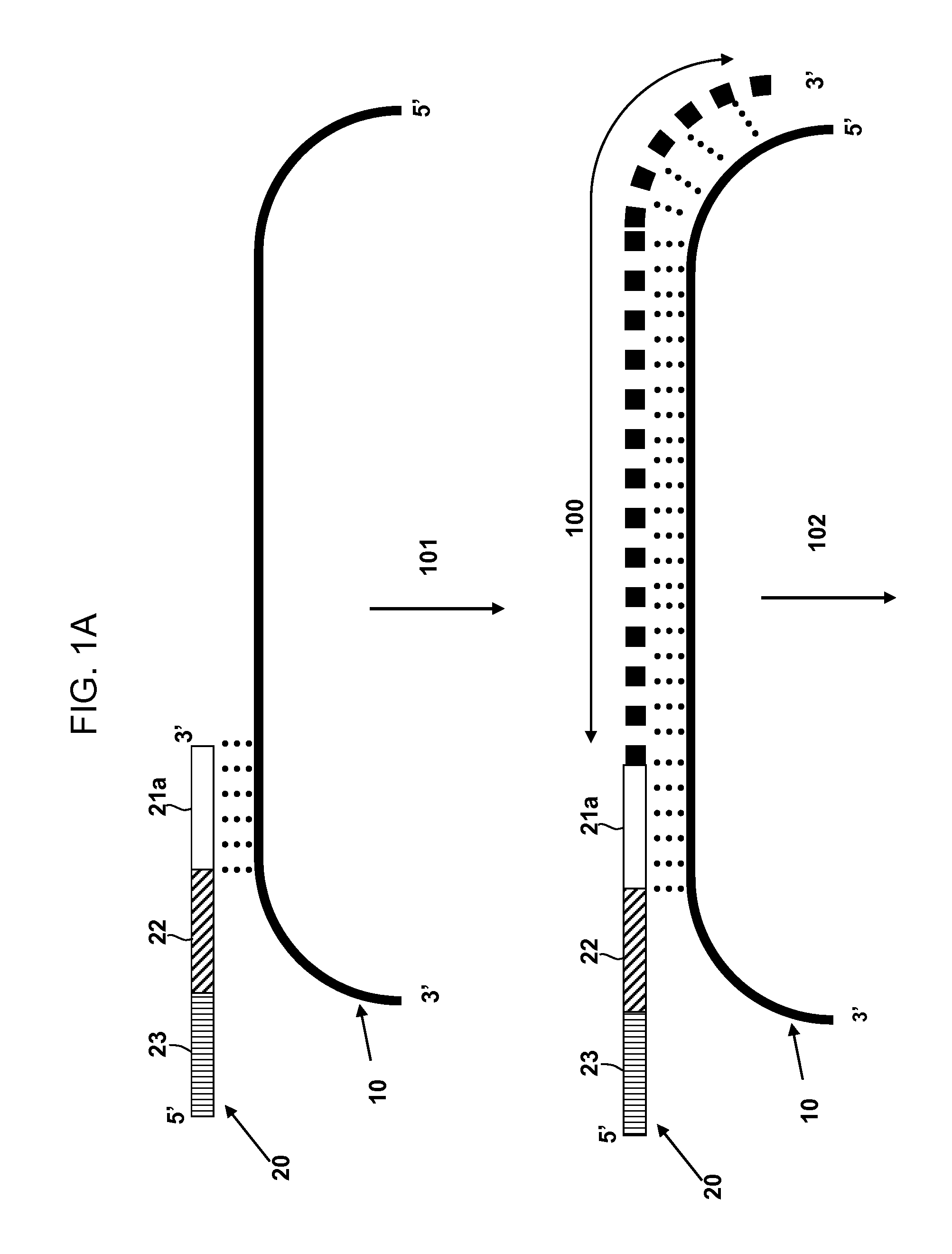 Multiplex Amplification Methods