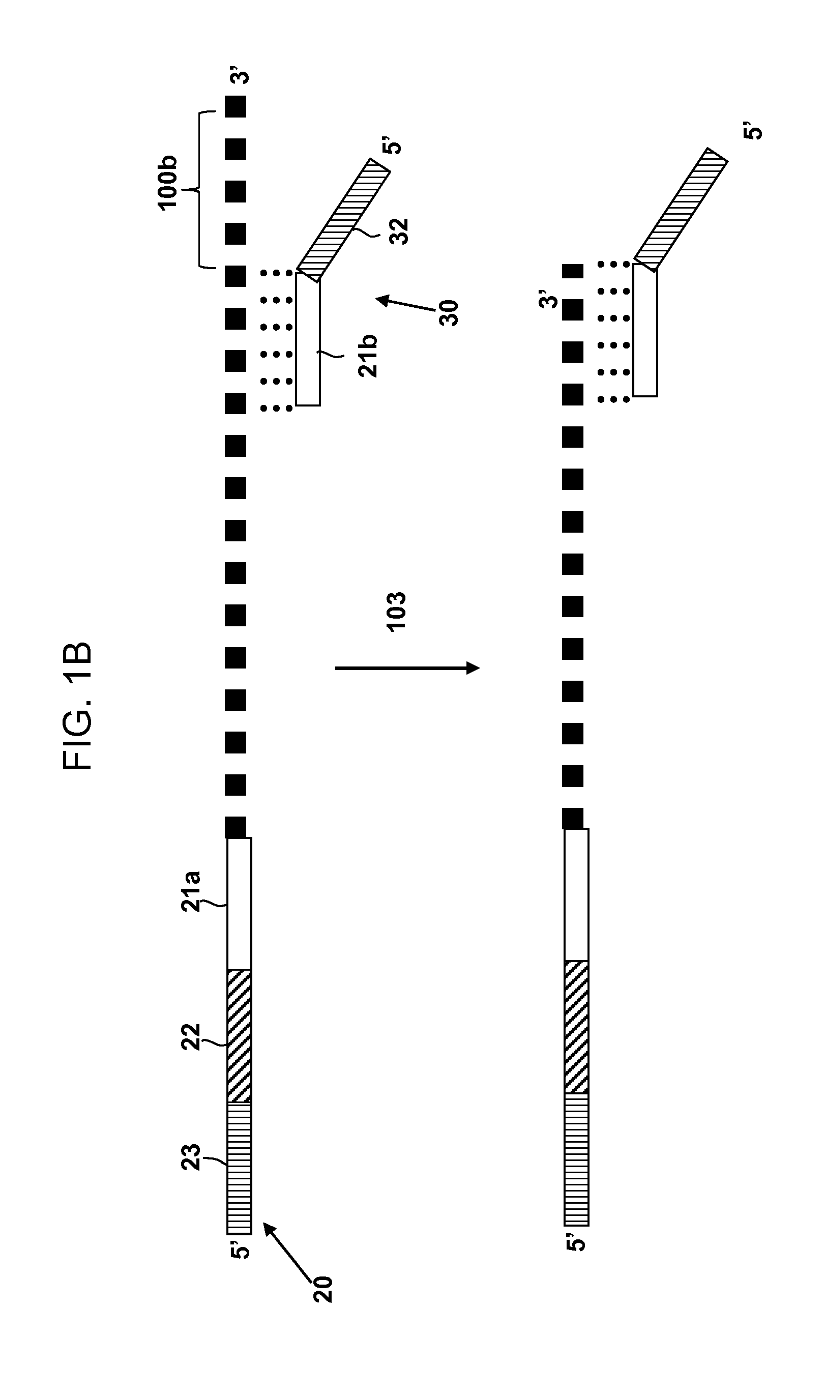 Multiplex Amplification Methods