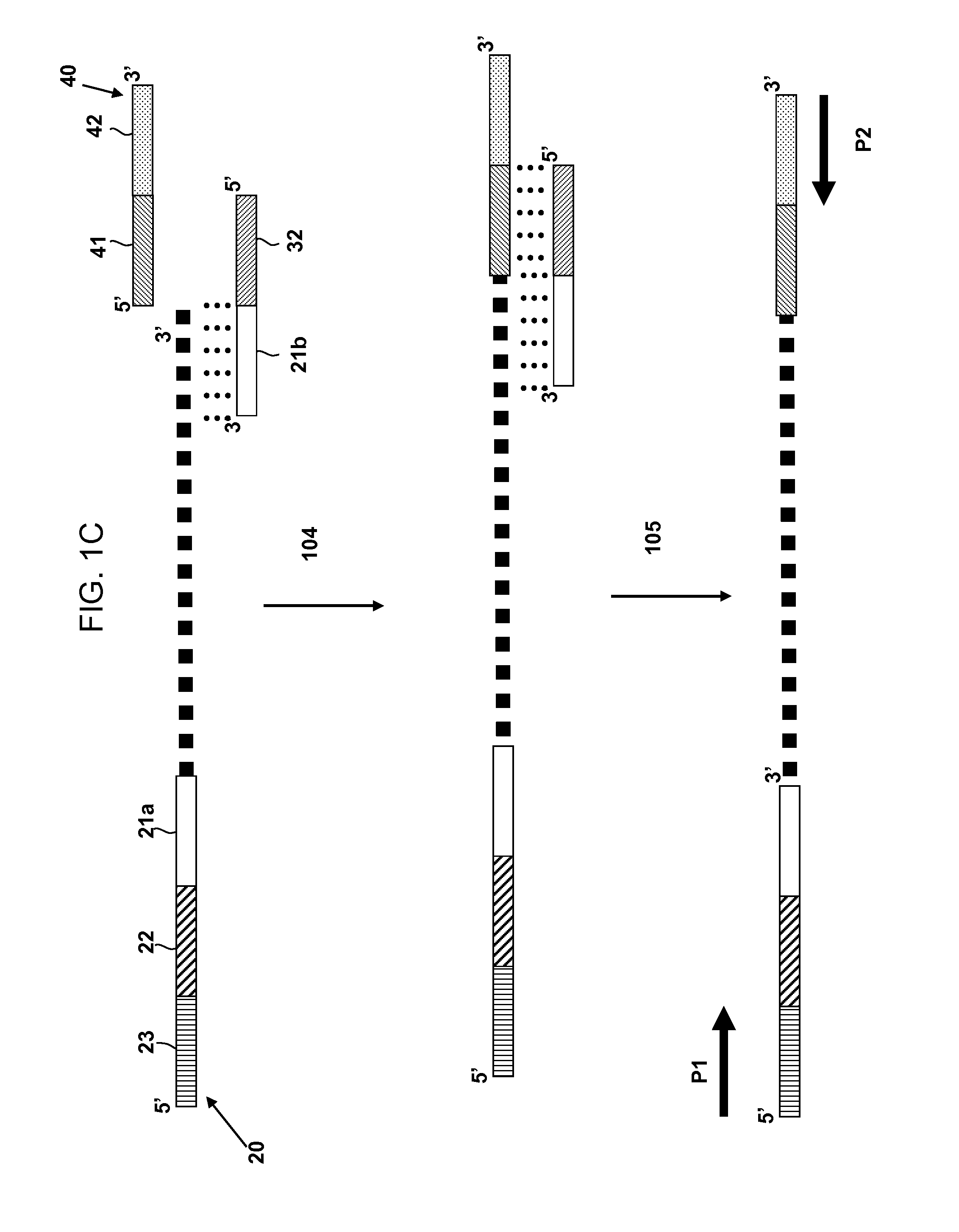 Multiplex Amplification Methods