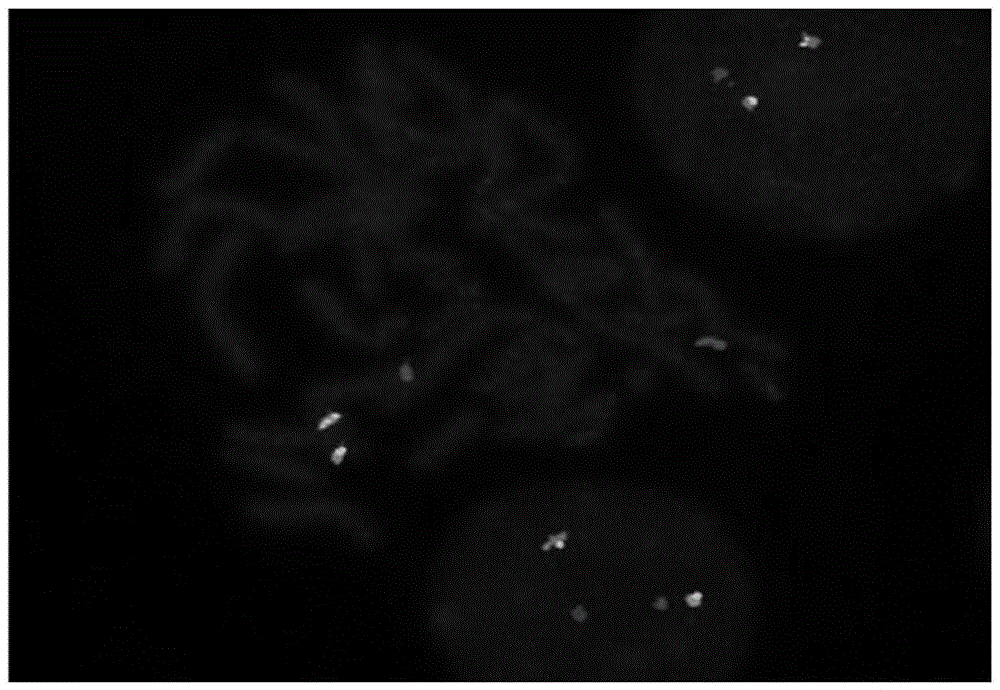 BCR gene and ABL gene detection probe, preparation method thereof and reagent kit