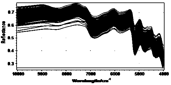 Method for measuring crude protein content in Phalaris arundinacea by using near infrared spectrum