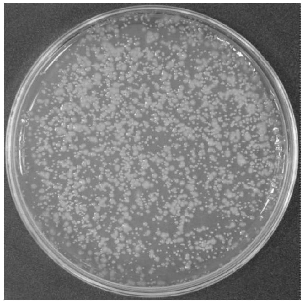 Pseudomonas for preventing and treating radix pseudostellariae diseases as well as separation, screening and identification method and application