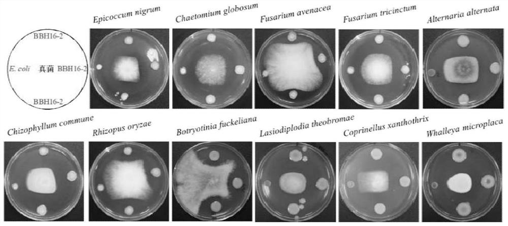 Pseudomonas for preventing and treating radix pseudostellariae diseases as well as separation, screening and identification method and application