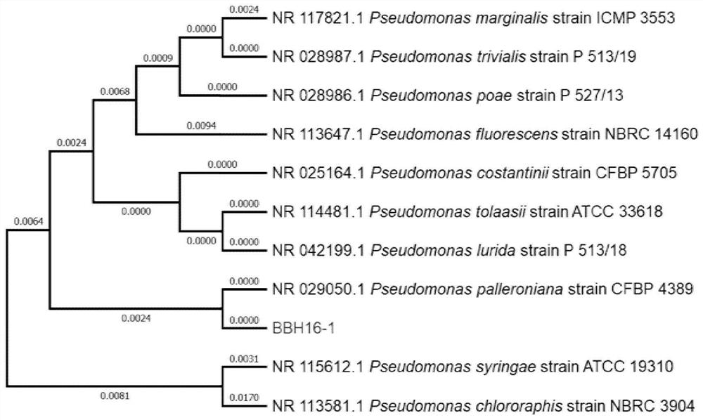 Pseudomonas for preventing and treating radix pseudostellariae diseases as well as separation, screening and identification method and application