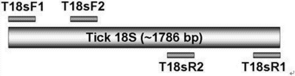 A tick nest PCR specific primer and tick nest PCR identification method