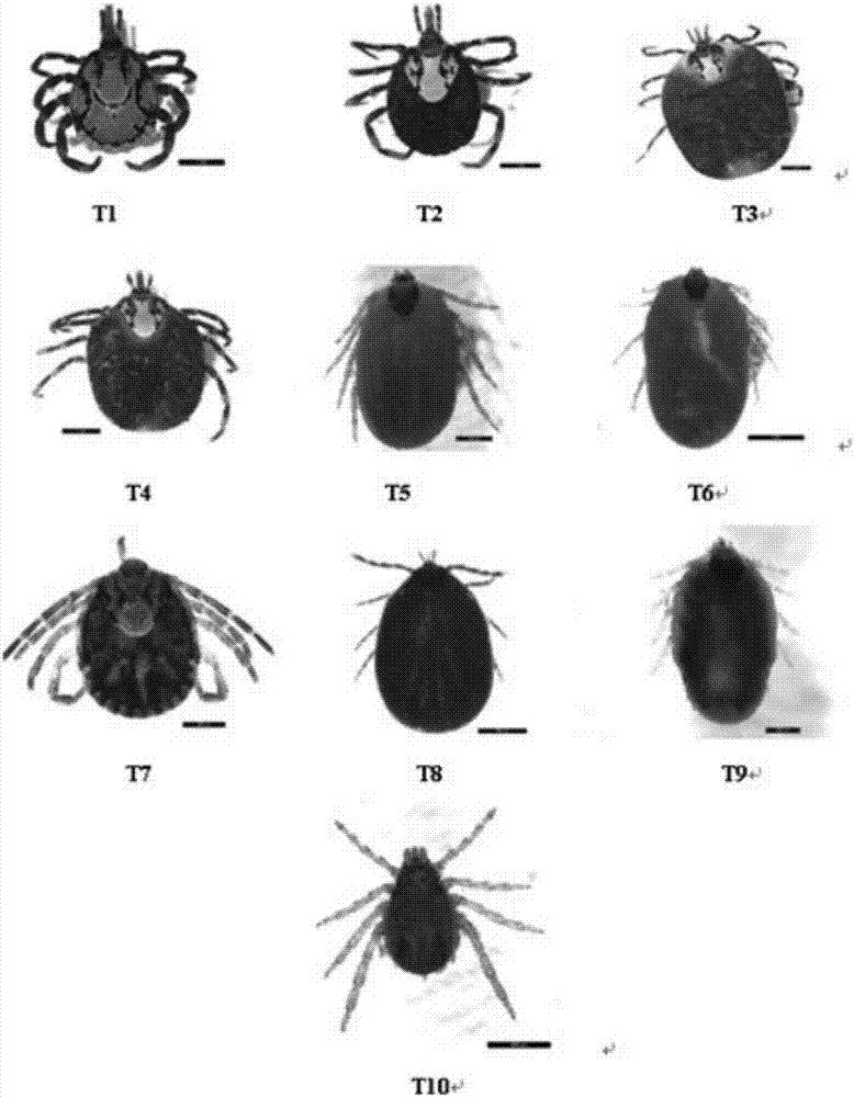 A tick nest PCR specific primer and tick nest PCR identification method