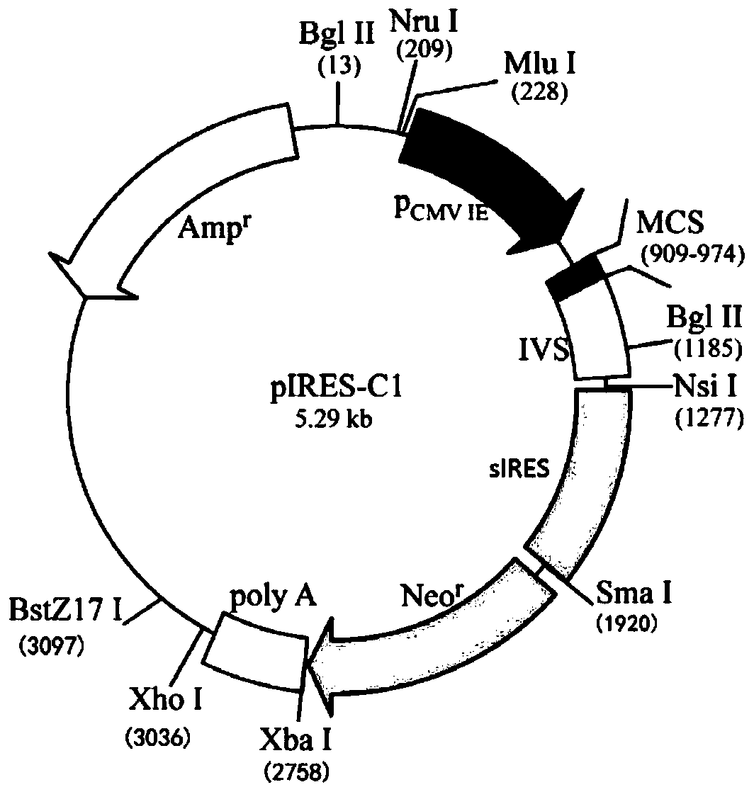 Bicistronic expression vector, expression system, preparation method and application