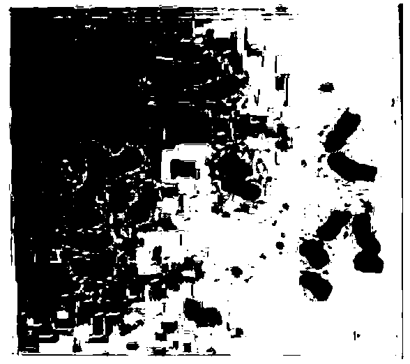 Flaking method for distantly-hybridized sugarbeet chromosome