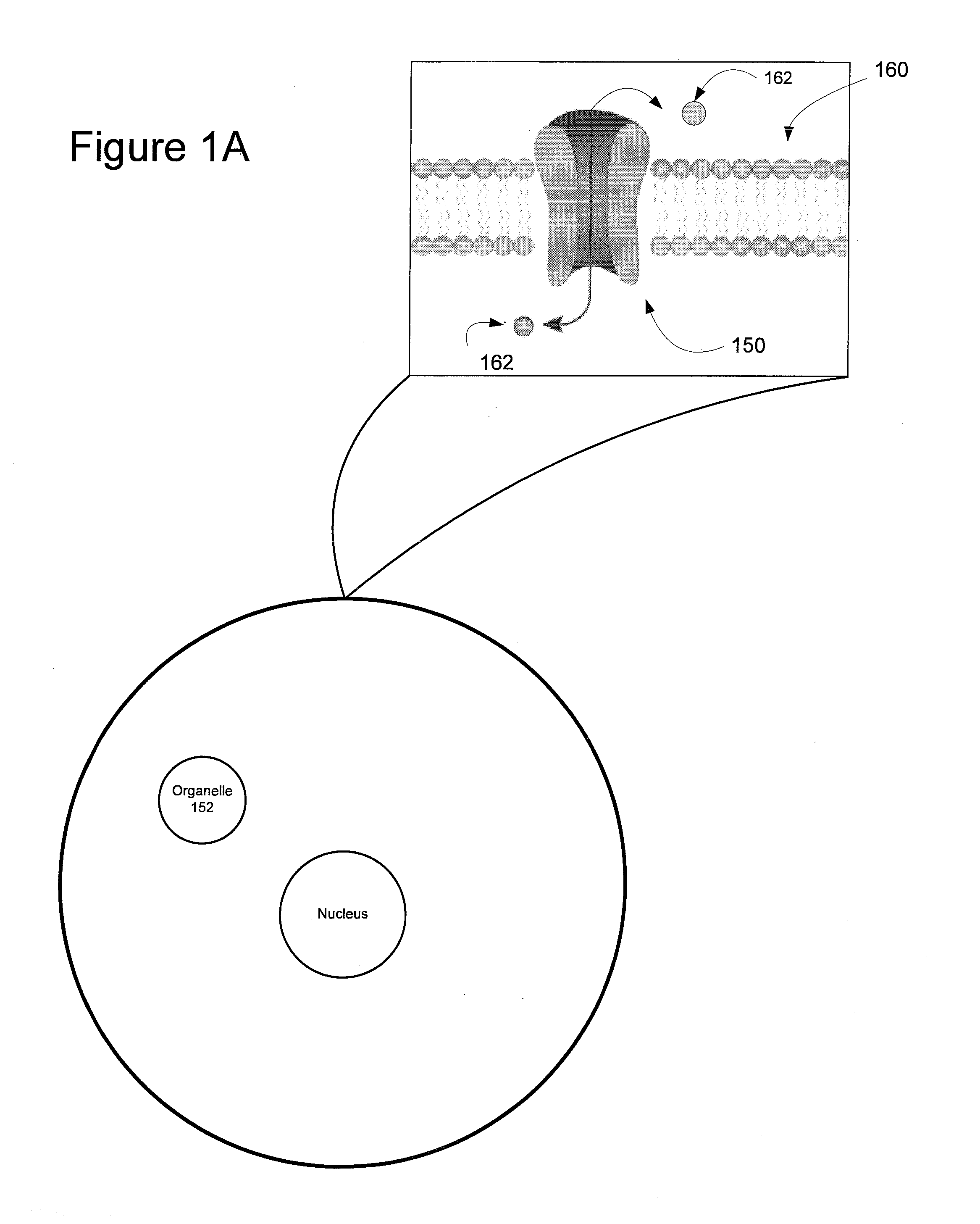 Light-Sensitive Ion-Passing Molecules