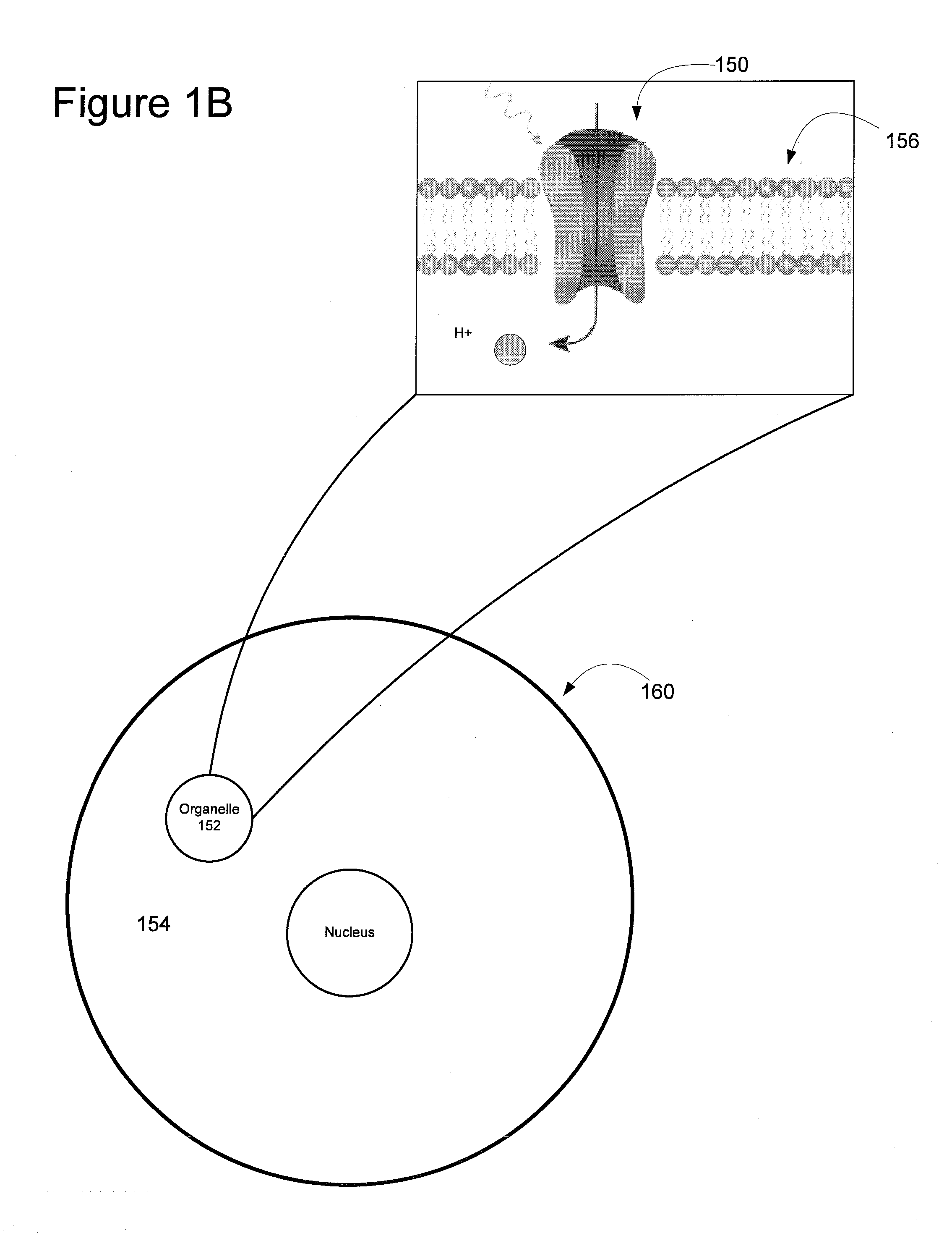 Light-Sensitive Ion-Passing Molecules