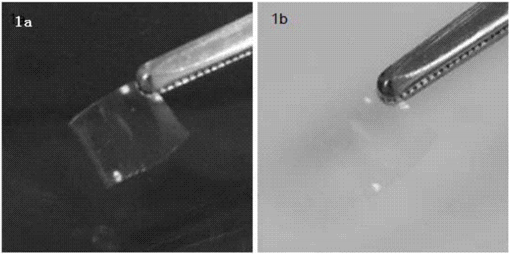 Composite membrane based on gelatin and amino acid, and method for cultivating limbal stem cells on membrane