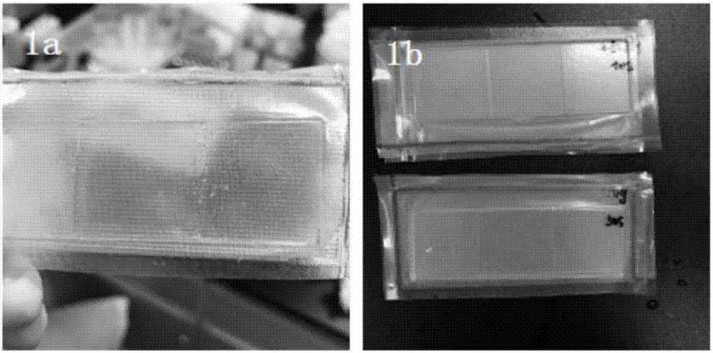 Composite membrane based on gelatin and amino acid, and method for cultivating limbal stem cells on membrane